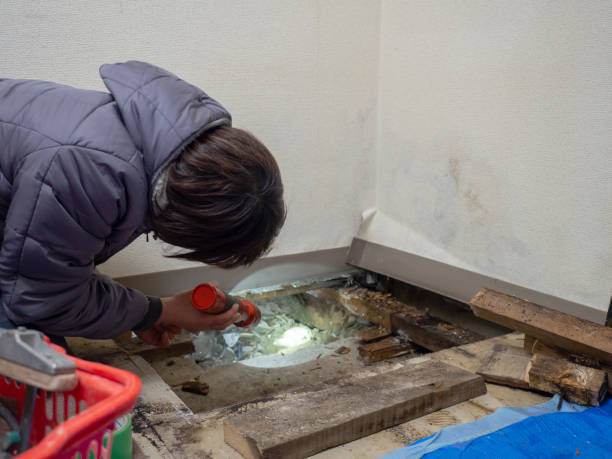 Best Basement Mold Removal  in Seneca, SC