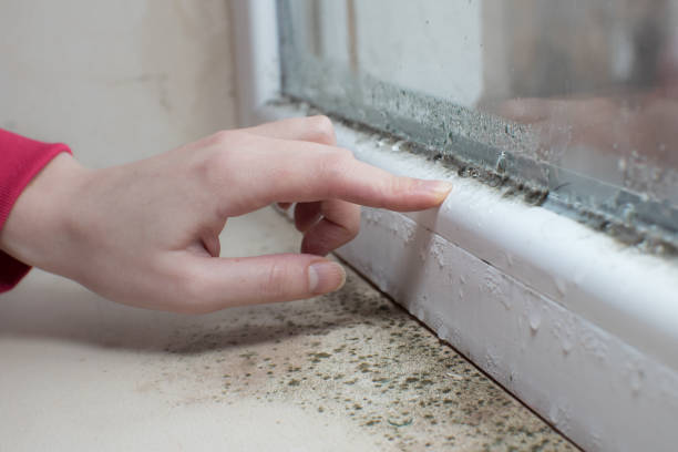 Best Mold Remediation for Healthcare Facilities  in Seneca, SC